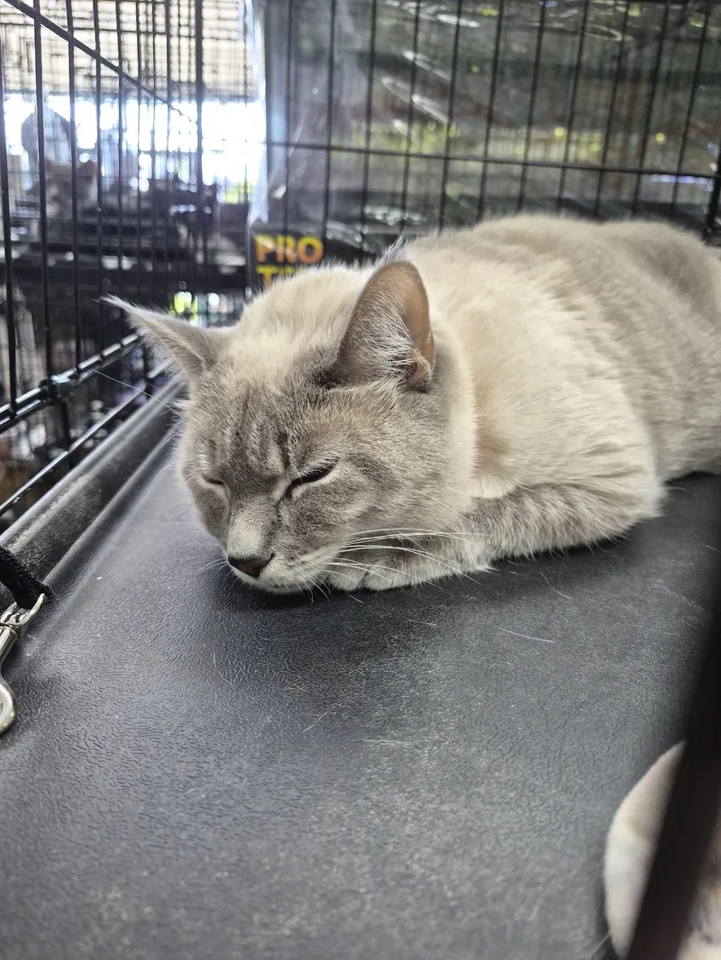 A young medium-sized male Chocolate Point Domestic Short Hair cat named Martok for adoption in Eugene, OR