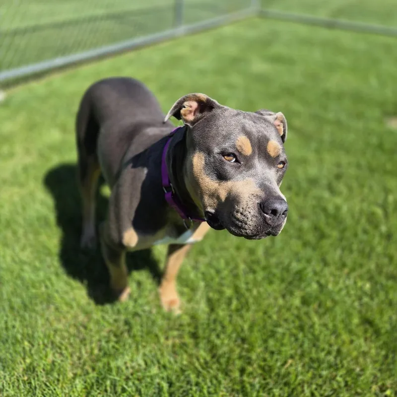 A young extra large-sized female Gray / Blue / Silver Pit Bull Terrier dog named Cocoa for adoption in Woodstock, IL