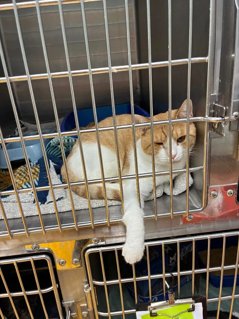 A young medium-sized male Domestic Short Hair cat named Mellow for adoption in Danielsville, GA
