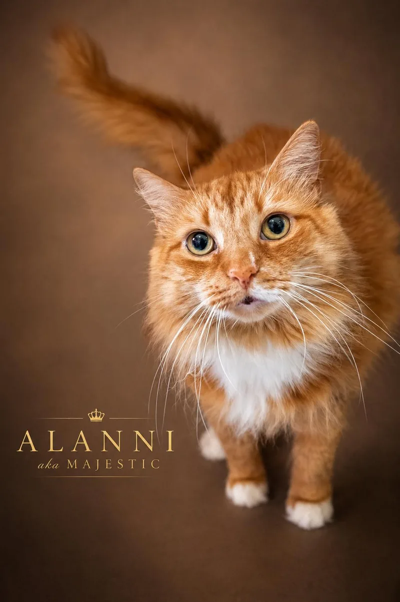 Alanni: DLH