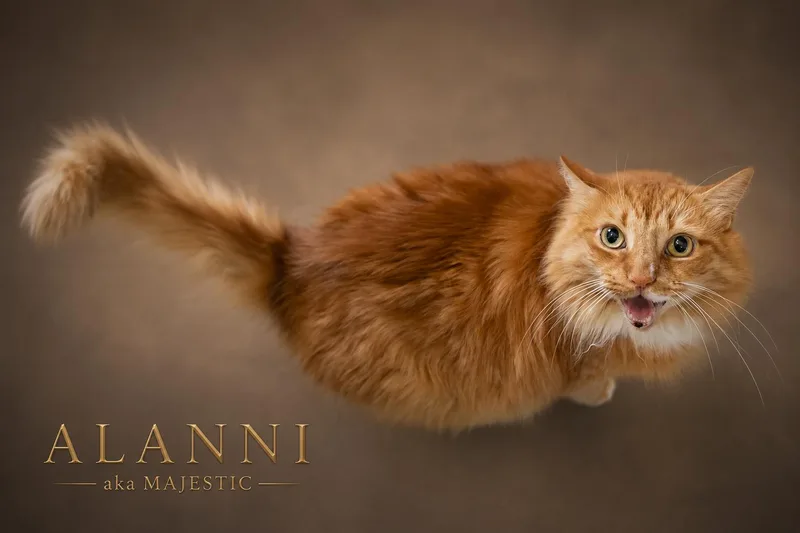Alanni: DLH thumbnail 3