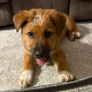 A baby small-sized male Brown / Chocolate Mixed Breed dog named Kimble for adoption in Buffalo, MN