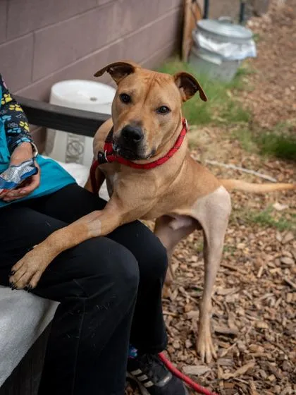 Rotisserie Chicken thumbnail 2