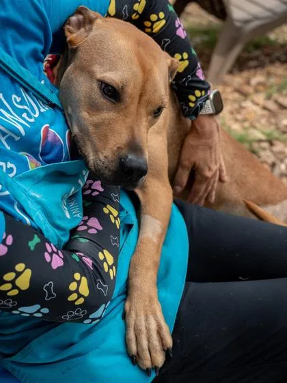 Rotisserie Chicken thumbnail 3