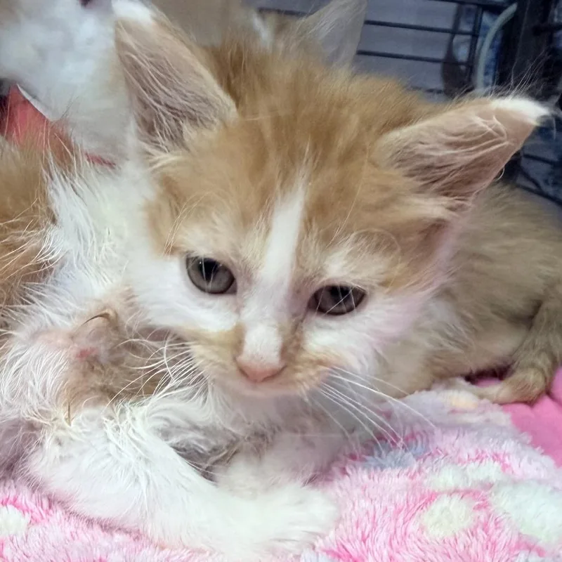 A baby small-sized male Orange / Red Domestic Short Hair cat named Tiger for adoption in Russellville, KY