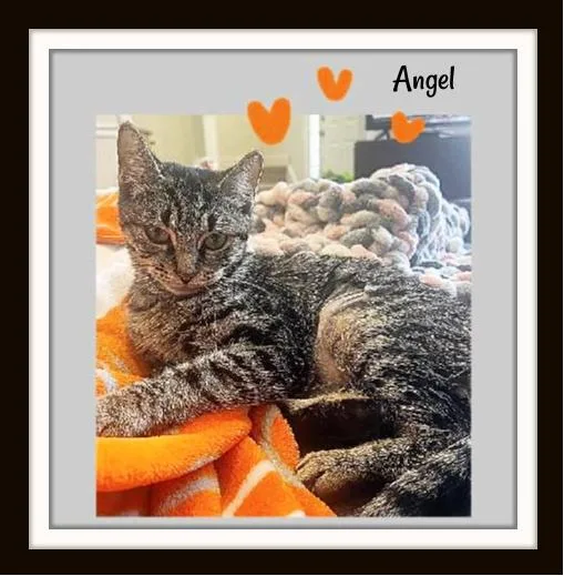 One Look Into Angel’s thumbnail 4