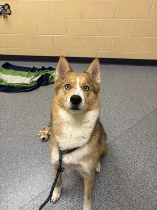 An adult large-sized male Siberian Husky dog named Monty for adoption in Westland, MI