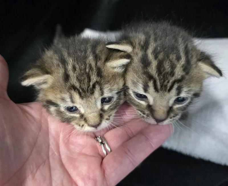 A baby small-sized female Tabby (Brown / Chocolate) Domestic Short Hair cat named Beauty for adoption in Evansville, IN