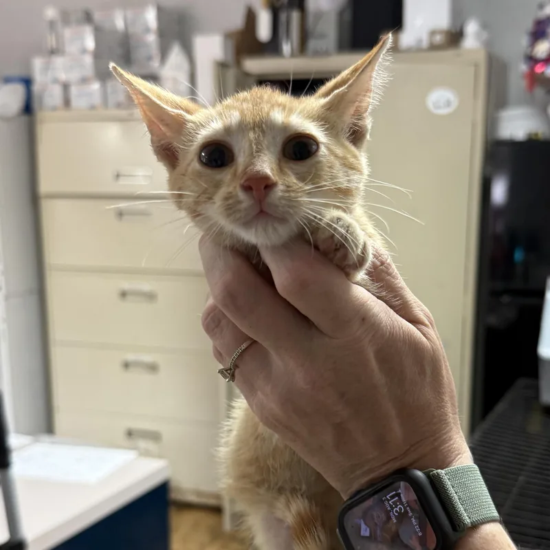 A baby medium-sized male Tabby cat named Kind Kevin for adoption in Columbia, SC