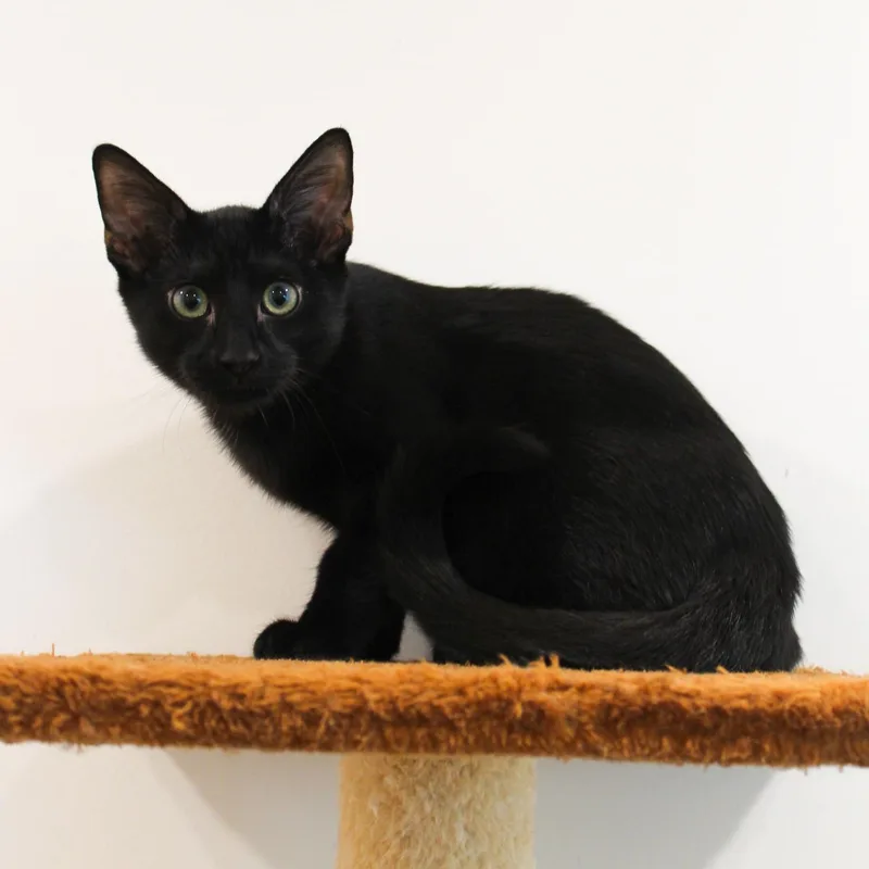 A young medium-sized male Black Domestic Short Hair cat named Clint for adoption in Newport Beach, CA