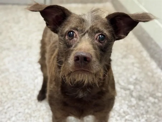 An adult small-sized male Terrier dog named Wookie for adoption in Pueblo, CO