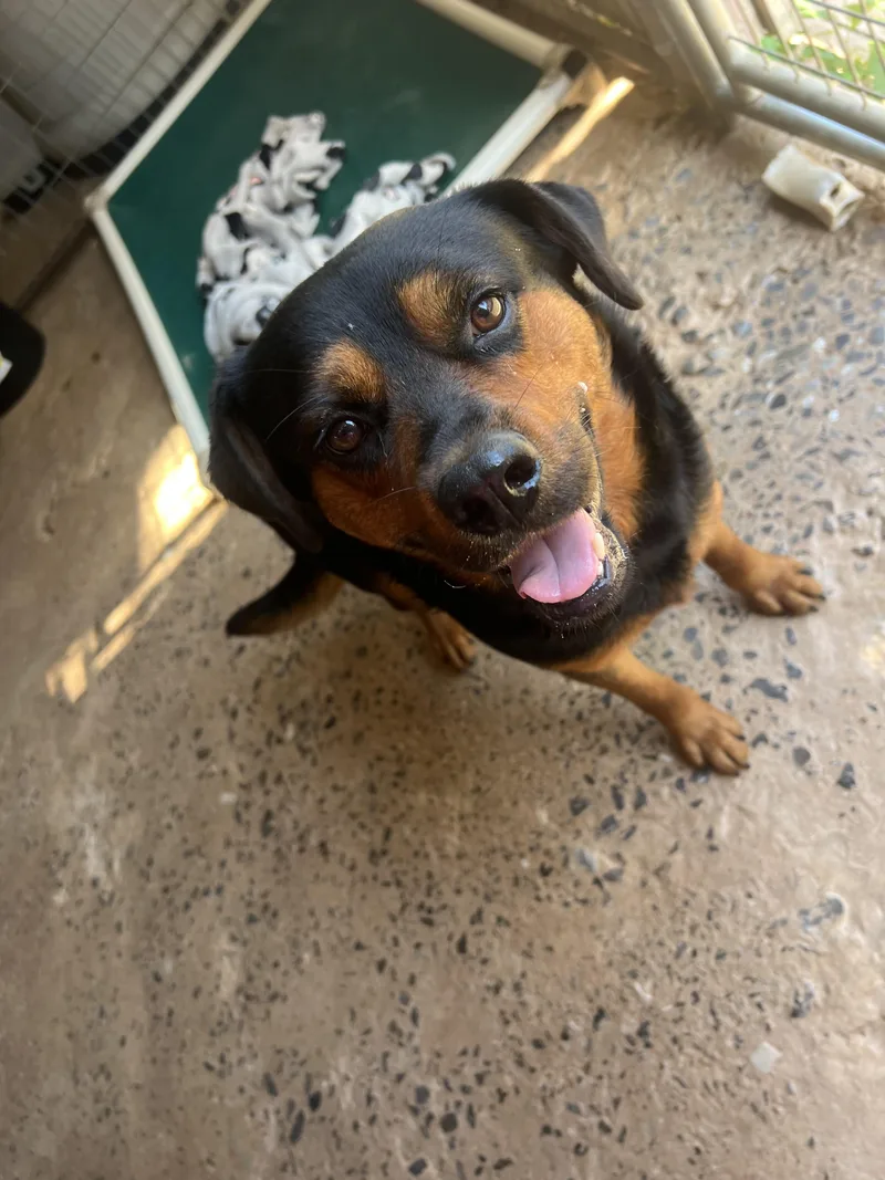 An adult medium-sized male Black Rottweiler dog named Kobe for adoption in Carnegie, OK