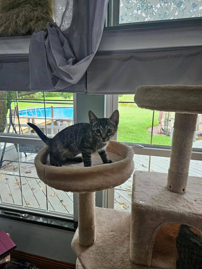 A baby small-sized male Tabby (Gray / Blue / Silver) Domestic Short Hair cat named Ziggy for adoption in Oberlin, OH