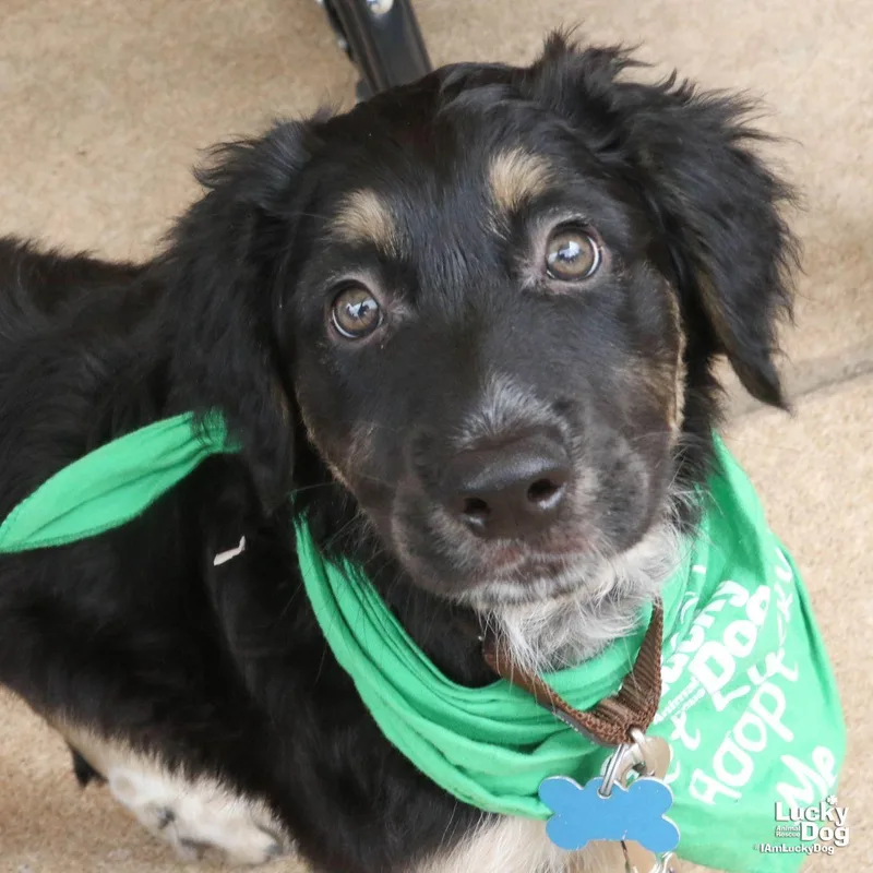 A baby large-sized male Australian Cattle Dog / Blue Heeler dog named Aqueo for adoption in Washington, DC
