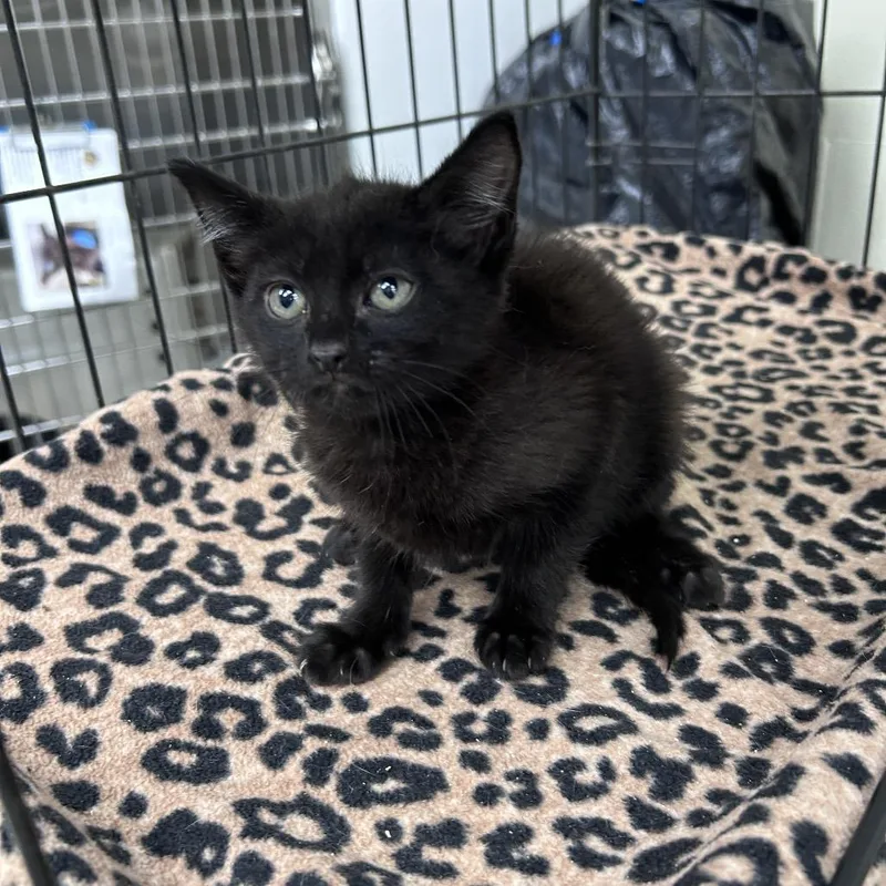 A baby small-sized female Black Domestic Short Hair cat named Lori for adoption in Bastrop, TX