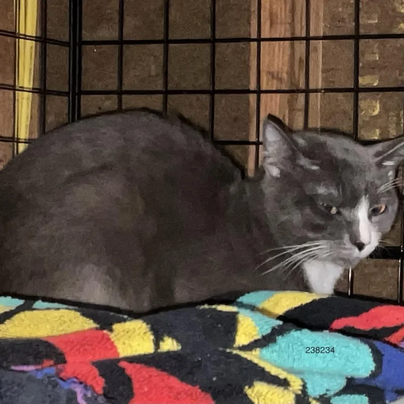 A young medium-sized male Gray / Blue / Silver Domestic Short Hair cat named Sailor Cat Lascar for adoption in Tacoma, WA