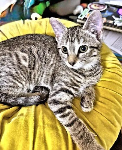 A baby medium-sized female Tabby (Gray / Blue / Silver) Tabby cat named Sadie for adoption in Rutherfordton, NC