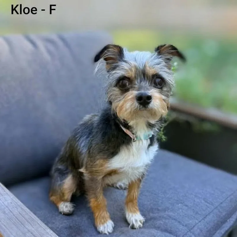 An adult small-sized female Gray / Blue / Silver Terrier dog named Kloe for adoption in Griswold, CT