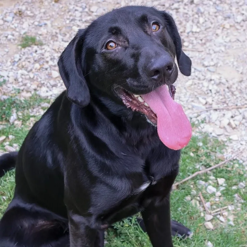 An adult medium-sized male Black Labrador Retriever dog named Colter for adoption in Hollister, MO