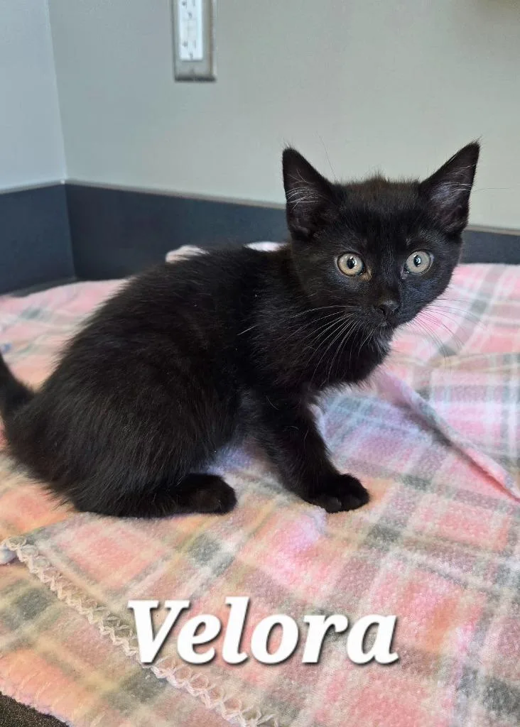 A baby small-sized female Domestic Short Hair cat named Velora for adoption in Sidney, OH
