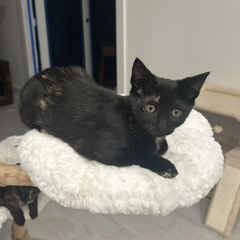 Corrine thumbnail 5