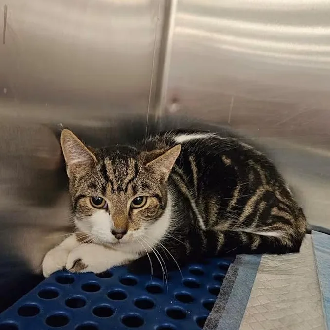 A young medium-sized female Tabby (Brown / Chocolate) Domestic Short Hair cat named Sally for adoption in Toms River, NJ