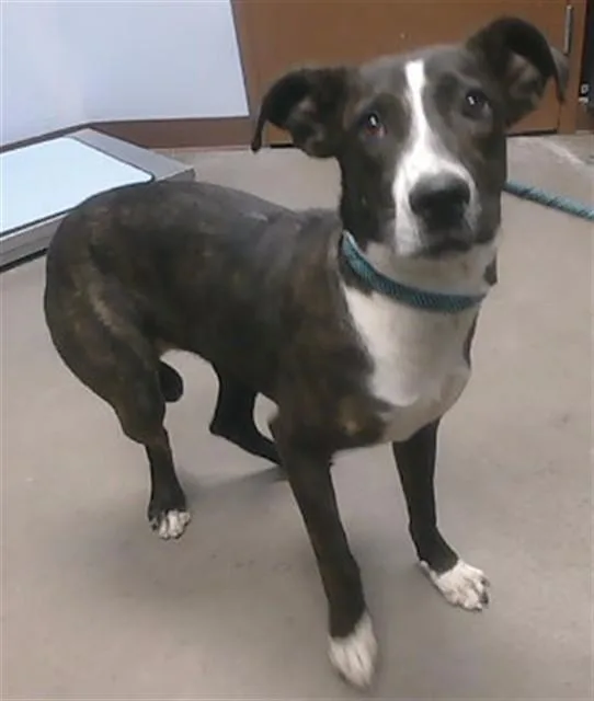 A young large-sized female Pit Bull Terrier dog named Scout for adoption in Phoenix, AZ