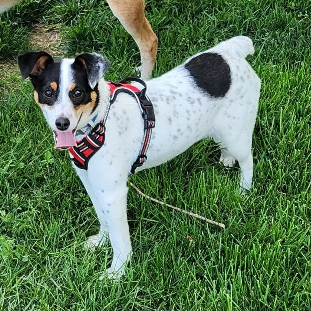 A young small-sized female White / Cream Terrier dog named Sprinkles for adoption in Normal, IL