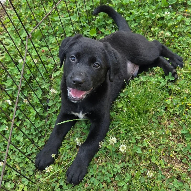A baby medium-sized male Black Labrador Retriever dog named Megumi for adoption in Brownsboro, AL