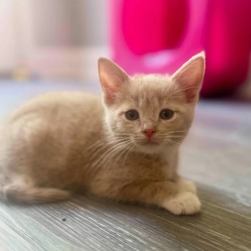 A baby small-sized male Buff / Tan / Fawn Domestic Short Hair cat named Chi Chi for adoption in La Grange, KY