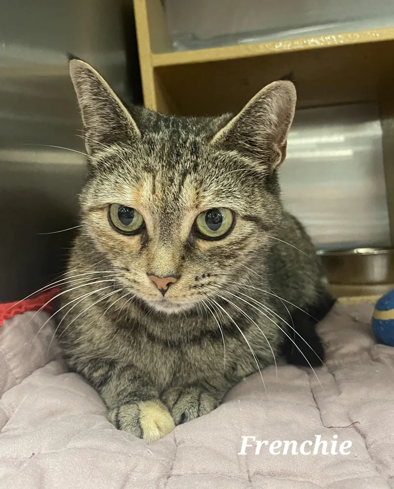 A young medium-sized female Tabby (Gray / Blue / Silver) Domestic Short Hair cat named Frenchie for adoption in Morganton, NC