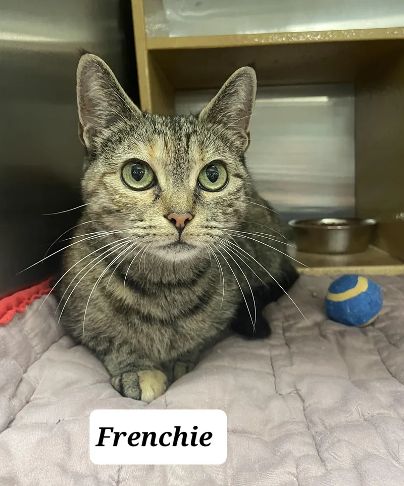Frenchie thumbnail 2