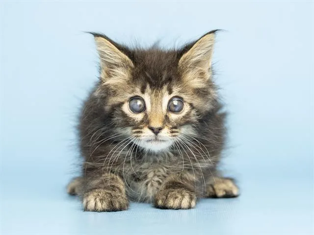 A baby small-sized male Domestic Long Hair cat named Hawk for adoption in Phoenix, AZ