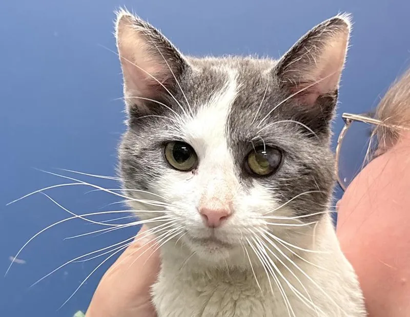 An adult medium-sized male Gray & White Domestic Short Hair cat named Meowzart for adoption in Columbus, IN
