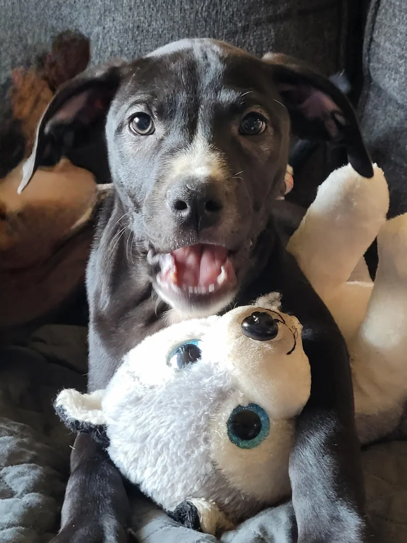A baby medium-sized male Black Labrador Retriever dog named Jarvis for adoption in Byron, IL