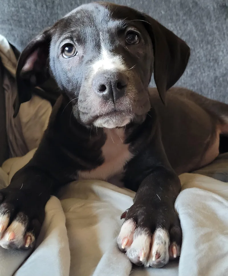 Jarvis thumbnail 3