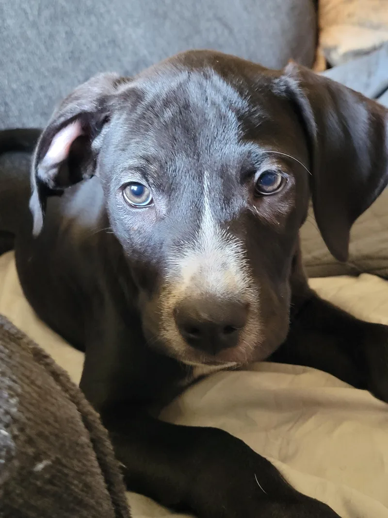 Jarvis thumbnail 5