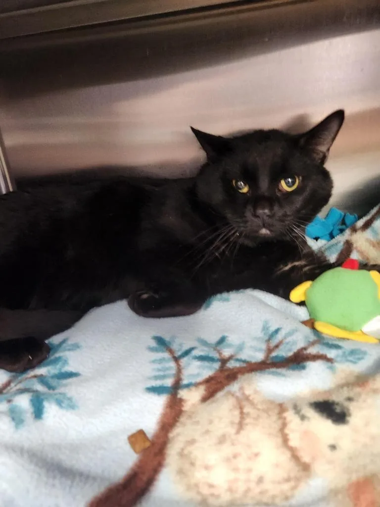 A senior small-sized male Domestic Short Hair cat named Namaste for adoption in Grand Forks, ND