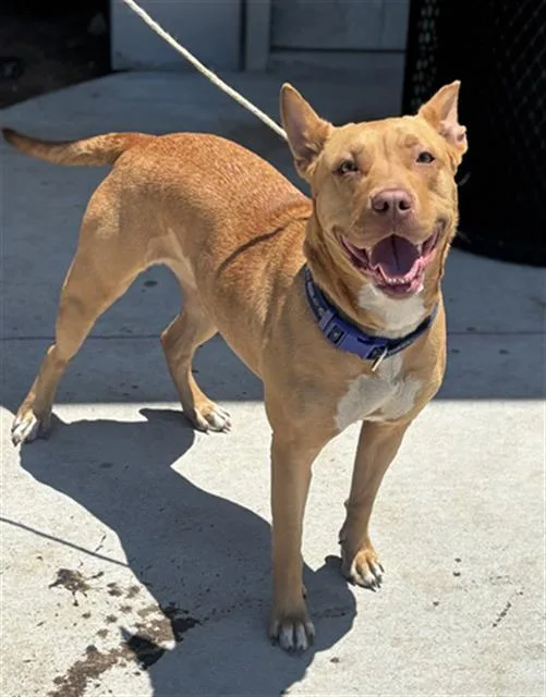 A young large-sized female Mixed Breed dog named Bria for adoption in Dallas, TX