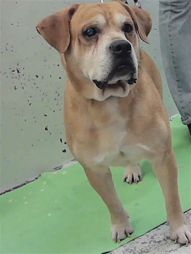 An adult medium-sized male Boxer dog named Benji for adoption in Houston, TX