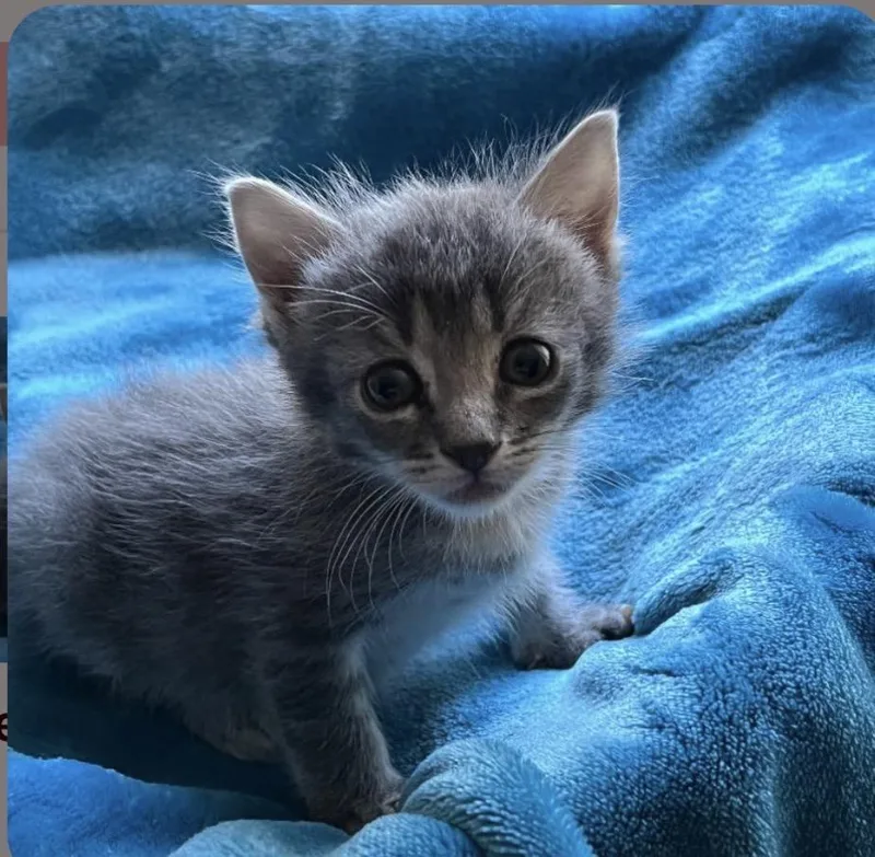 Lollipop thumbnail 2