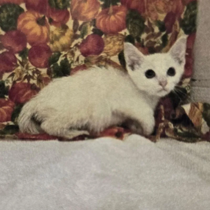 A baby small-sized female White Domestic Short Hair cat named Jade for adoption in Williston, FL