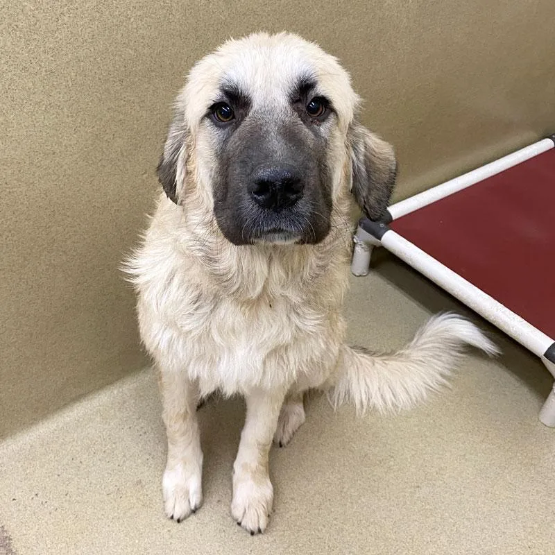 A young large-sized female Yellow / Tan / Blond / Fawn Great Pyrenees dog named Birch for adoption in Monroe, GA