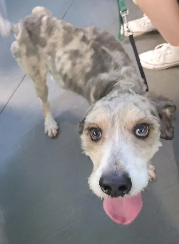 An adult large-sized male Standard Poodle dog named Nc Kazooie for adoption in Lawrenceville, GA