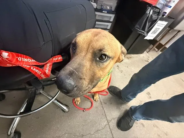 An adult large-sized male Pit Bull Terrier dog named Silly Boy for adoption in Tucson, AZ