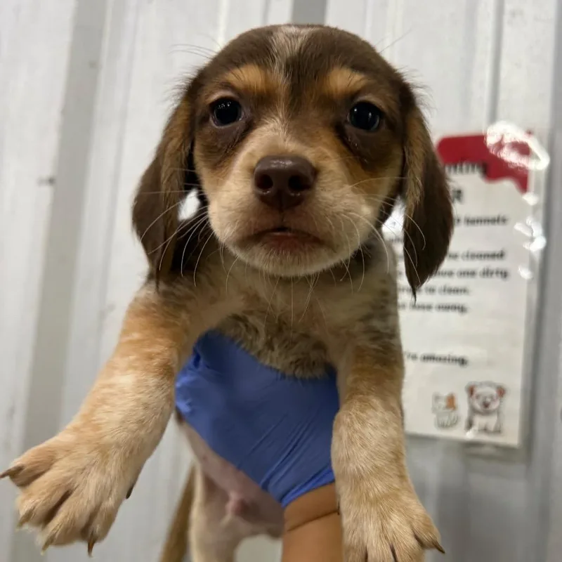 A baby small-sized male Dachshund dog named Maurice for adoption in Alexandria, VA