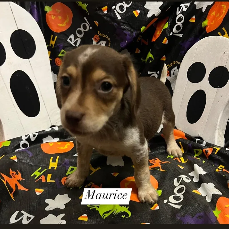 Maurice thumbnail 3