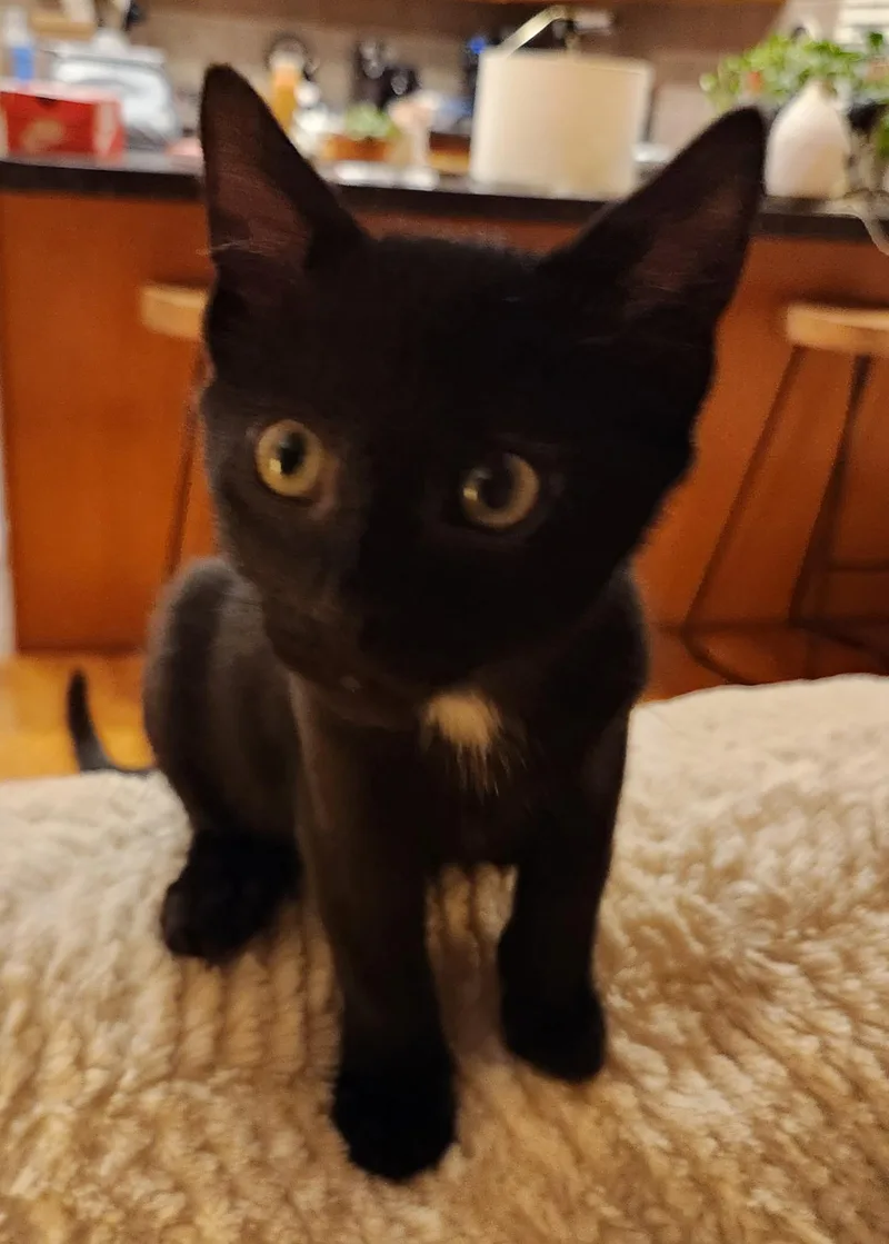 A baby medium-sized male Black Domestic Short Hair cat named Saffron for adoption in Omaha, NE