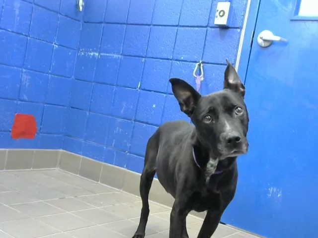 A senior medium-sized female Labrador Retriever dog named Melanin for adoption in Albuquerque, NM