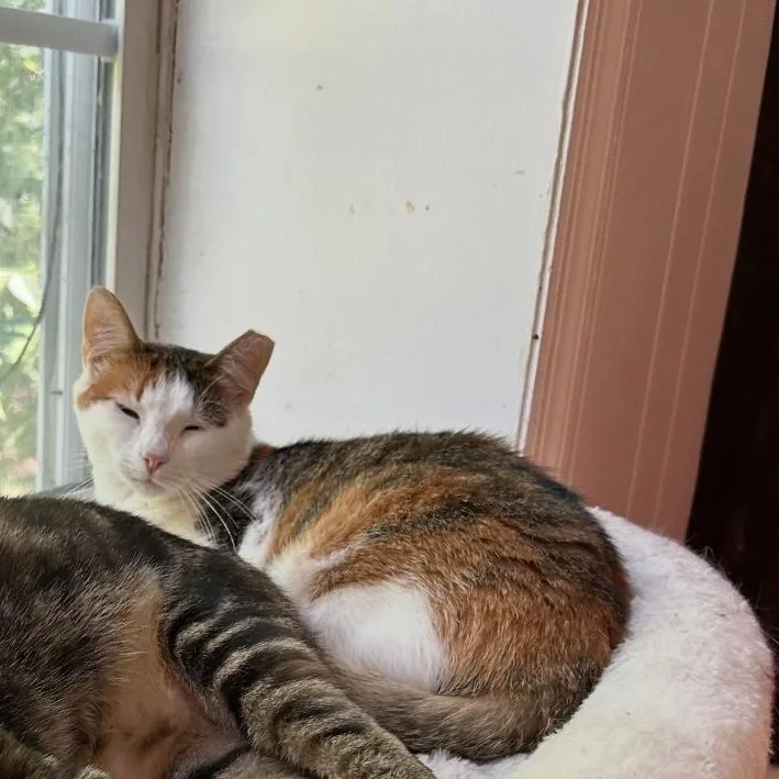 An adult medium-sized female American Shorthair cat named Apple for adoption in Lancaster, SC